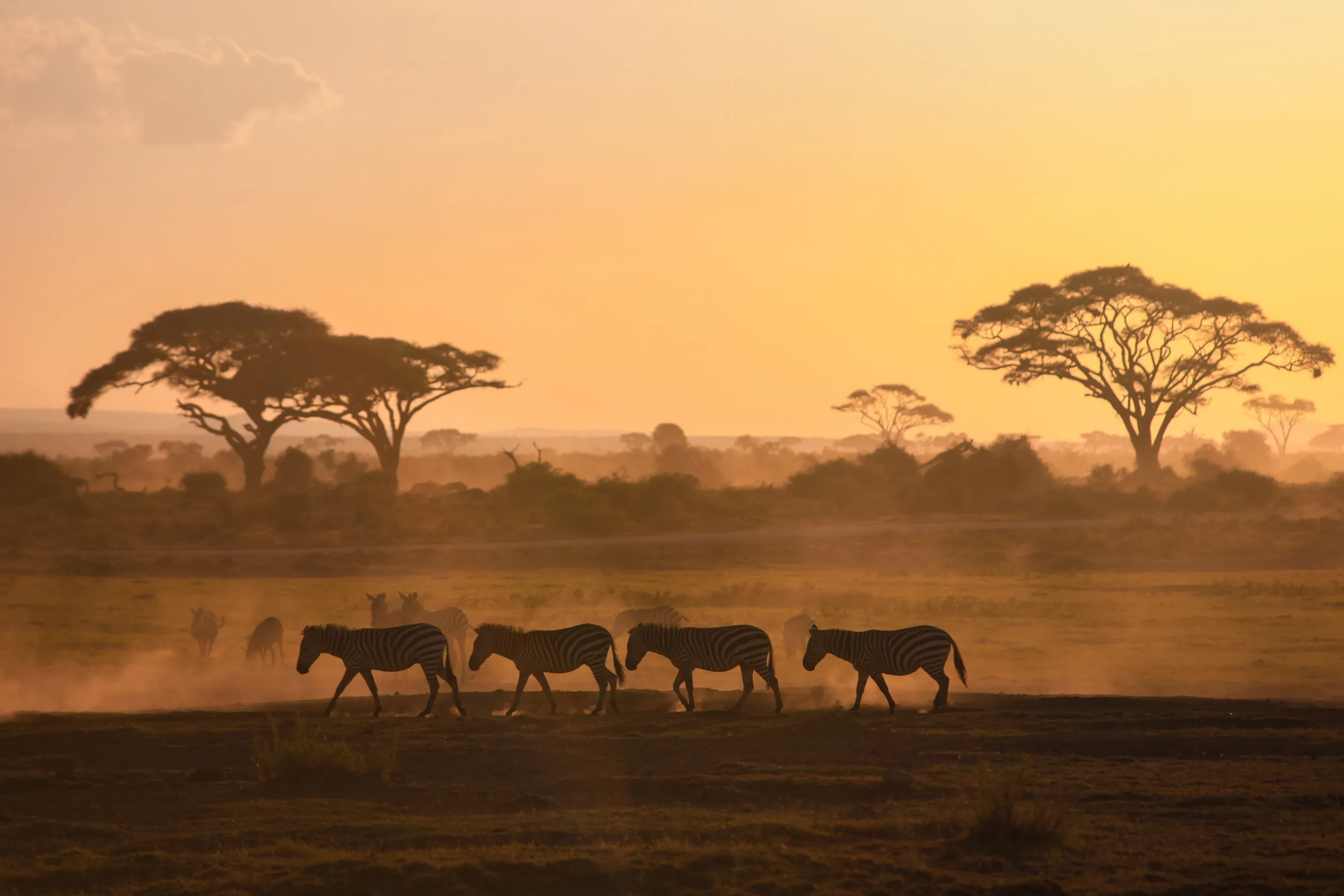 Wildlife crossing the landscape at sunset in Zululand